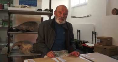 Patricio Novoa pone en contexto y valor la colección de plantas vasculares de Carl Skottsberg que mantiene el Museo de Historia Natural de Valparaíso.